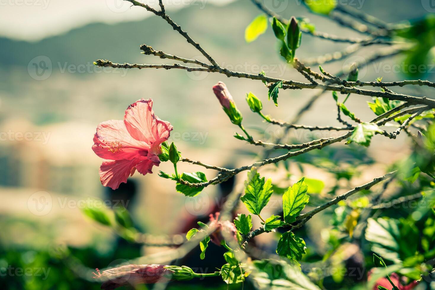 Red Hibiscus flower on a tree photo