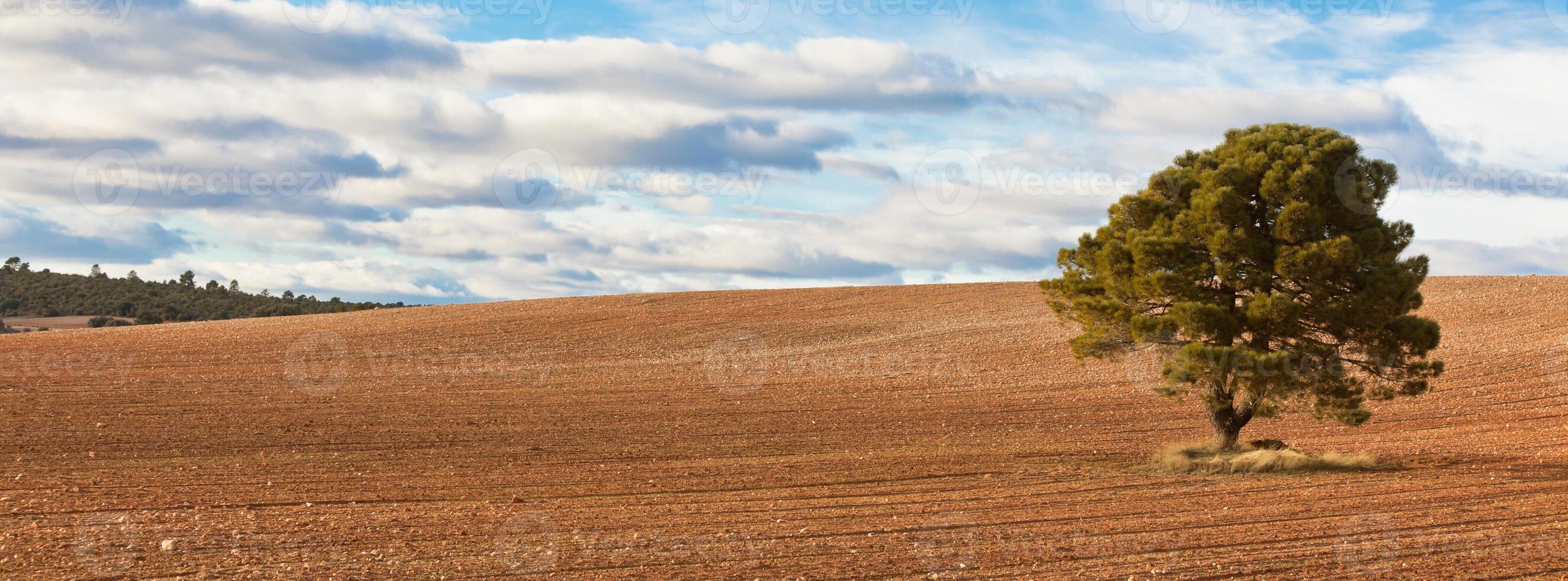 Lonely tree against cultivated field photo