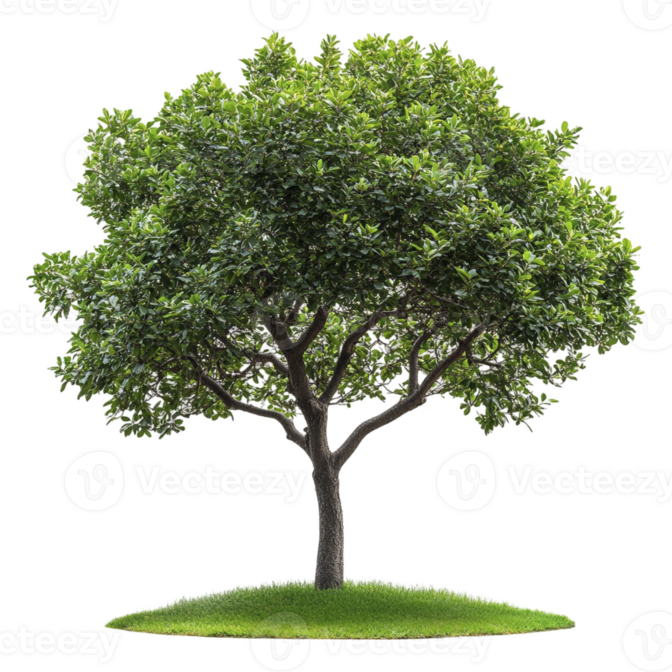 Green Tree isolated on transparent background png