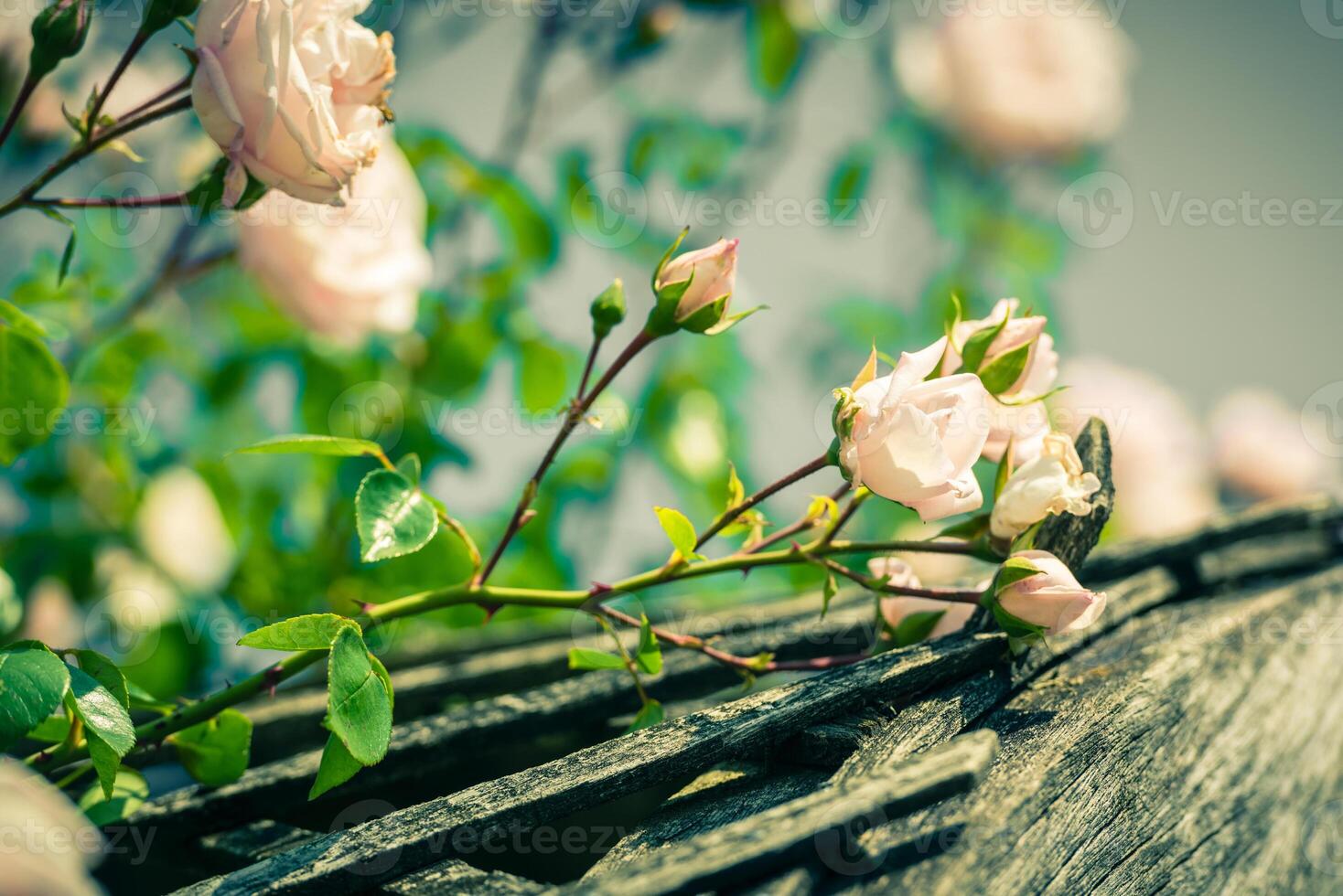 Bush of beautiful roses in a garden photo