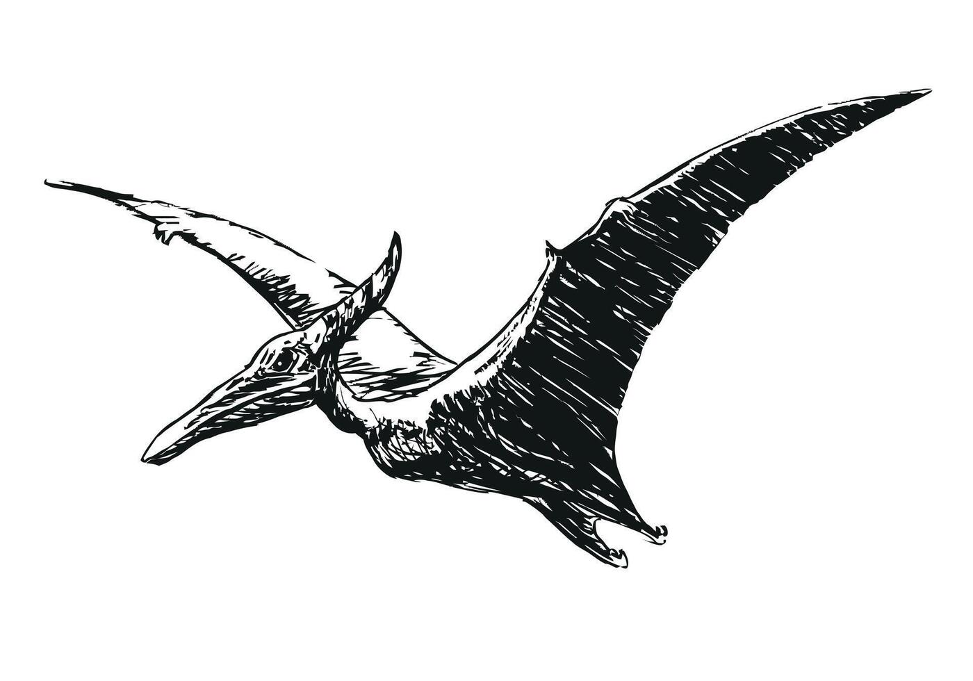 flying Pterodactylus dinosaur - black and white illustration, isolated on a white background vector