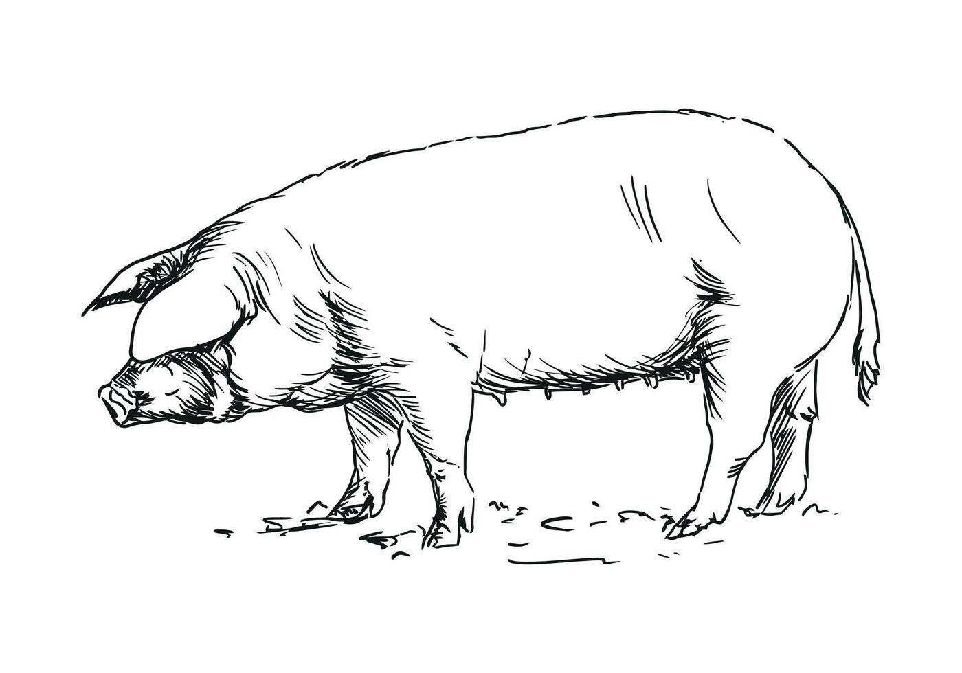 pig - farm animal, hand drawn black and white illustration, isolated on white background vector