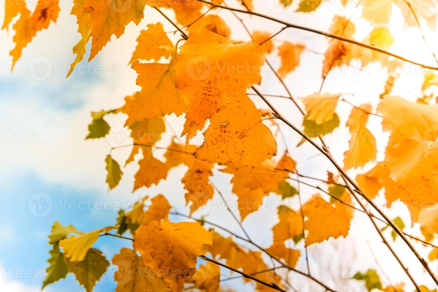 Autumn leaves background photo