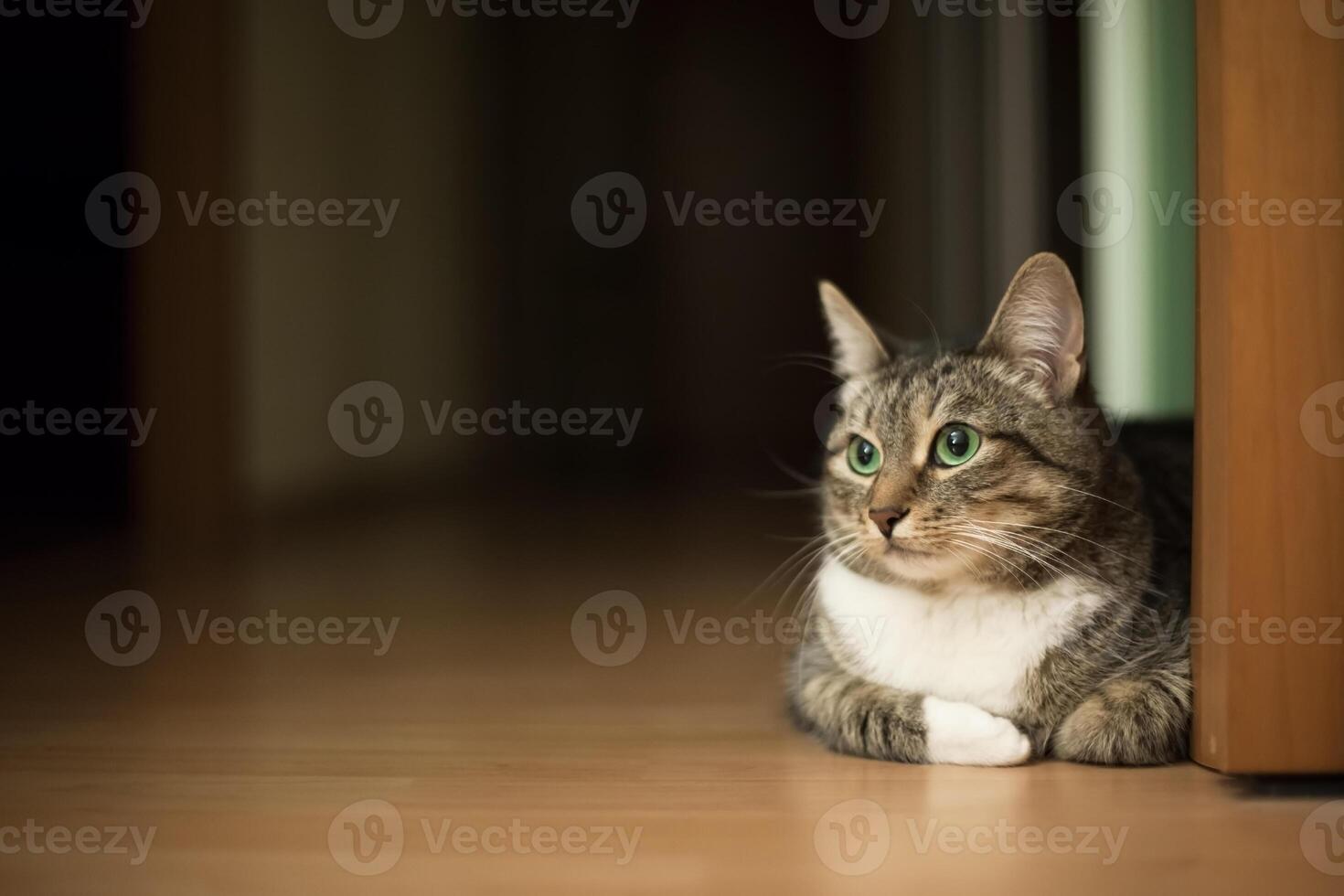 Green-eyed tabby cat sitting on the flat floor photo