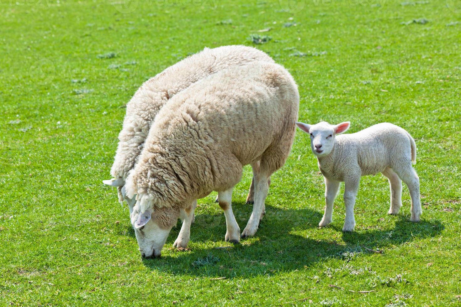 Sheep on the green grass photo