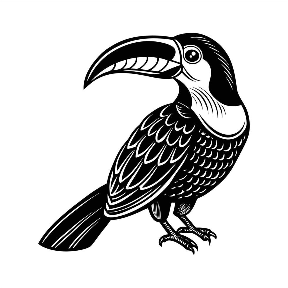 White throated toucan vector