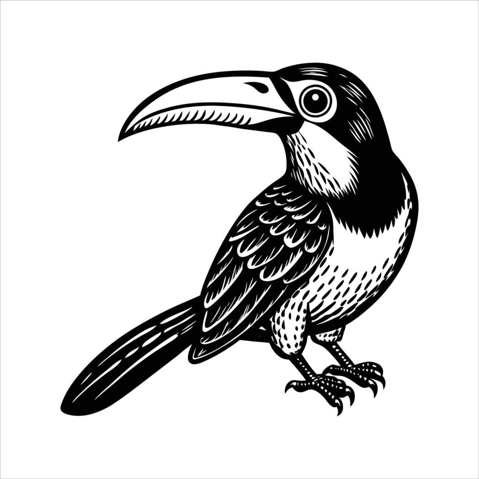 White throated toucan vector