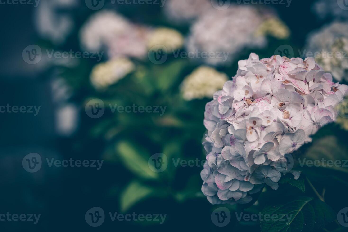Pink hydrangea flowers bush in autumn photo