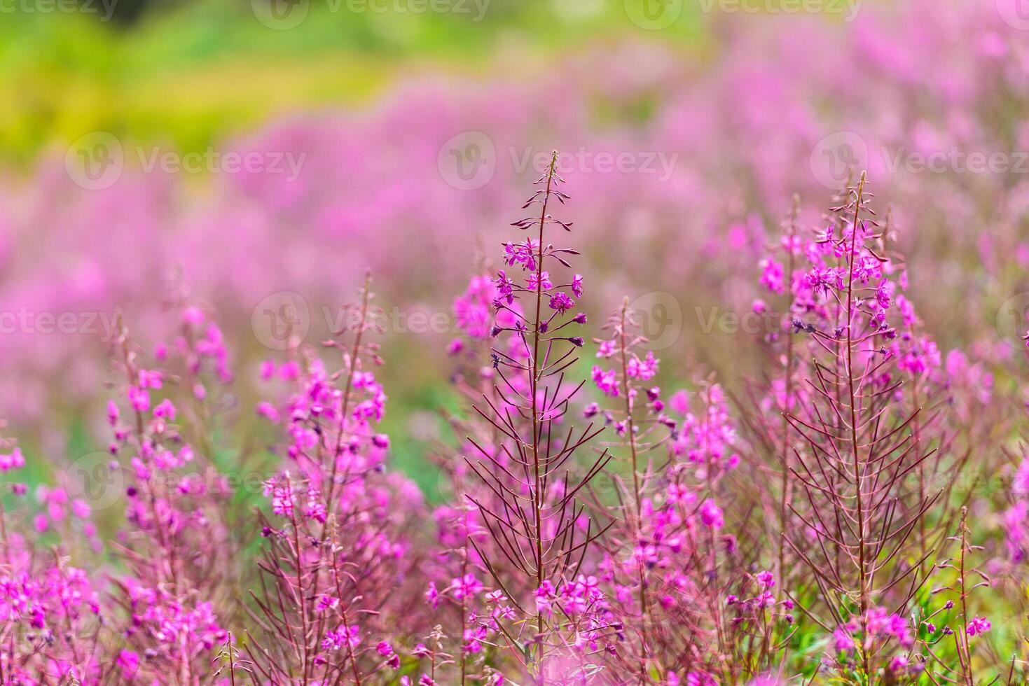 Fluffy pink fireweed flowers photo