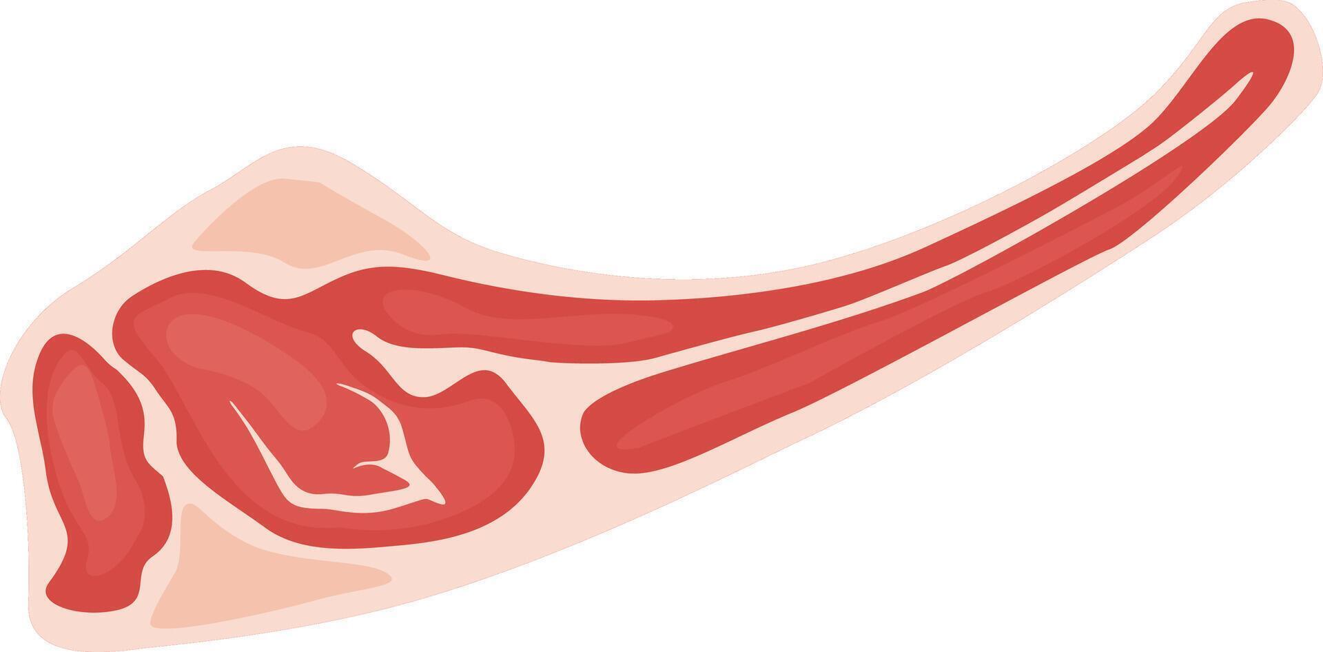 Simple flat illustration of a large piece of red meat with fat isolated on a white background, representing protein, food, cooking, butchery, and meat products vector