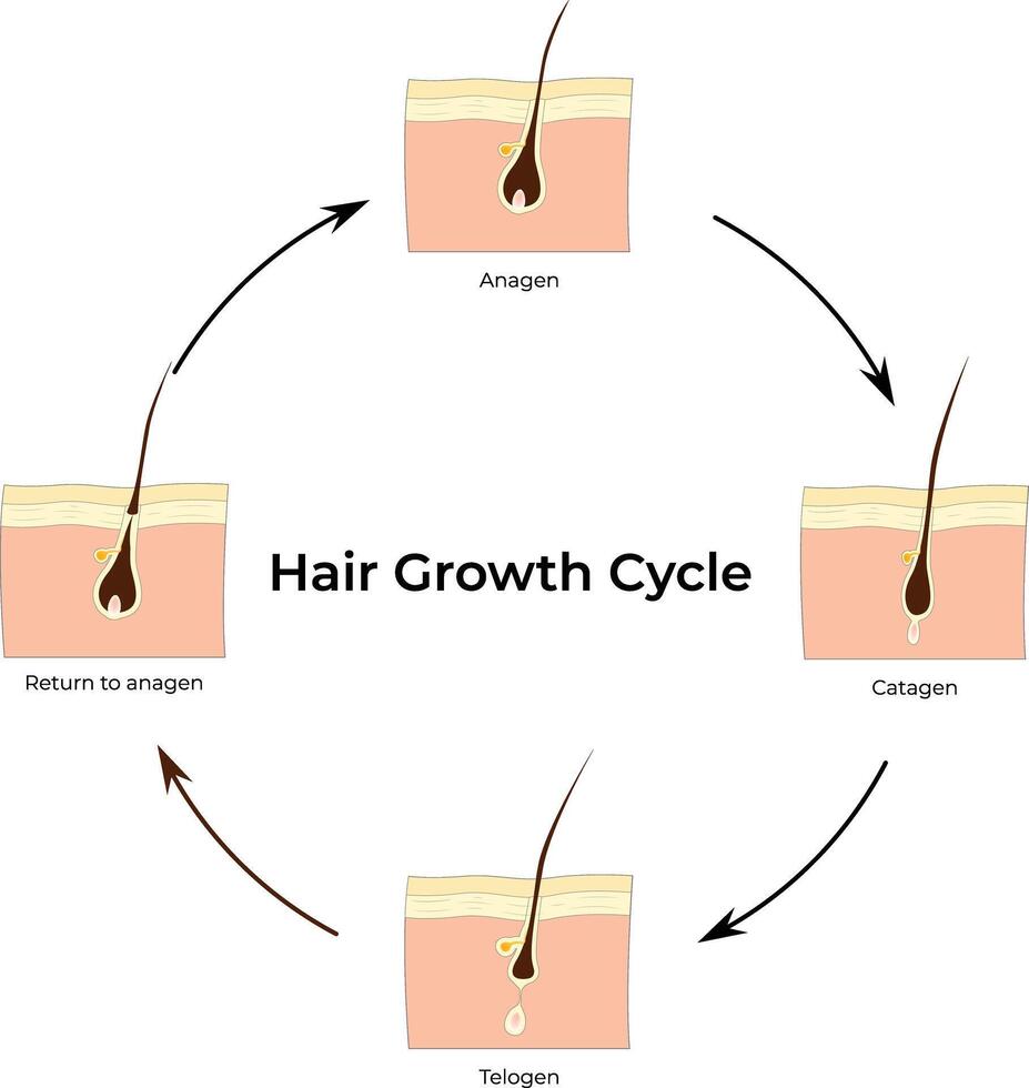 Hair Growth Cycle, Anagen, Catagen, Return to Anagen, Telogen, Illustration vector