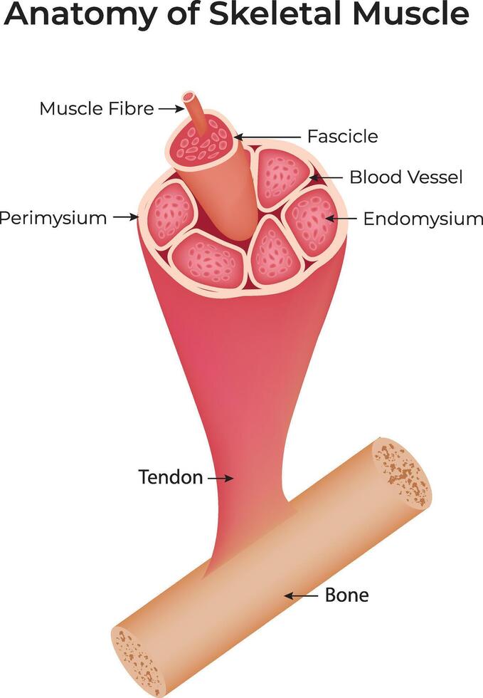 Anatomy of Skeletal Muscle, Muscle Fibre, Perimysium, Tendon, Bone, Fascicle, Blood Vessel, Illustration vector