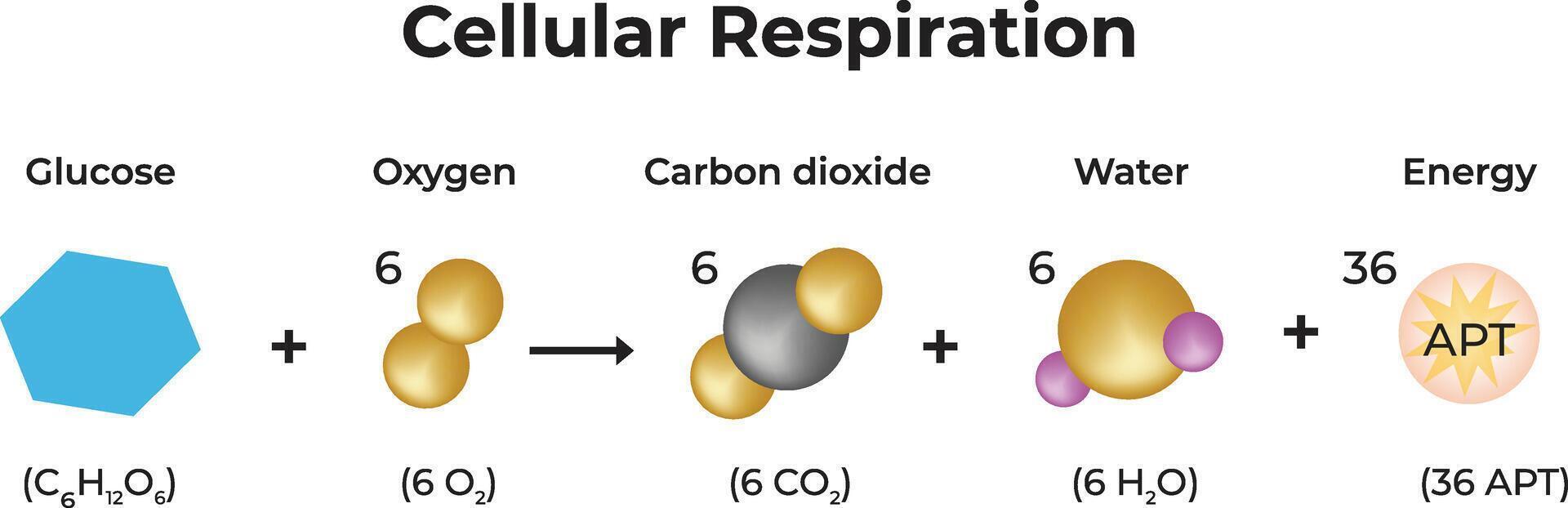 Cellular Respiration Design Illustration vector