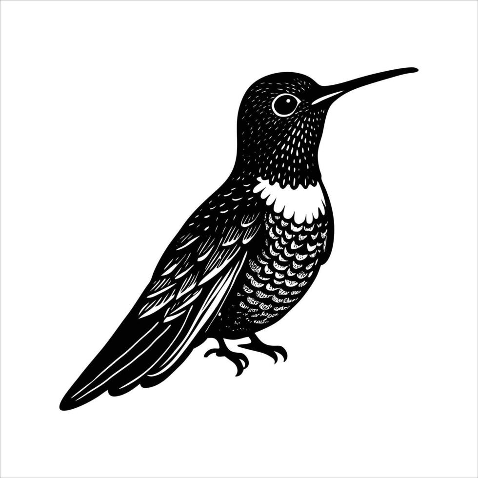 Chestnut breasted coronet vector