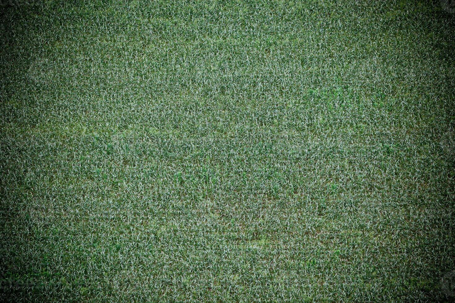 Green cultivated field, top view photo