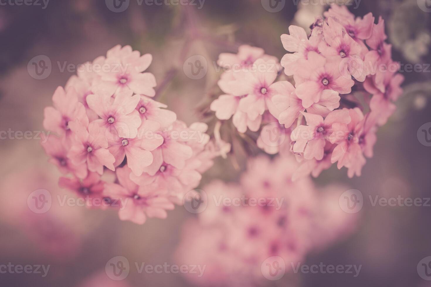 Verbena flowers on bokeh background photo