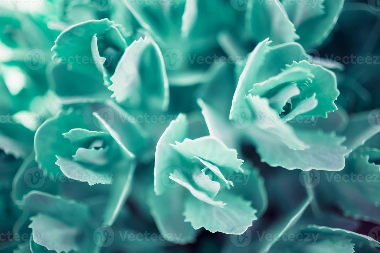 Artistic macro shot of plant leaves photo