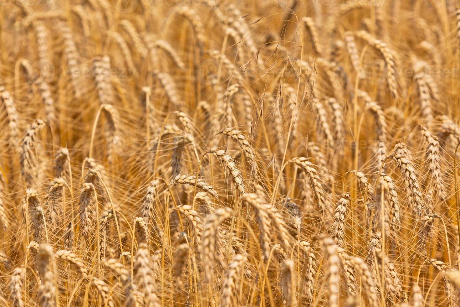 Ripe Cereal field photo