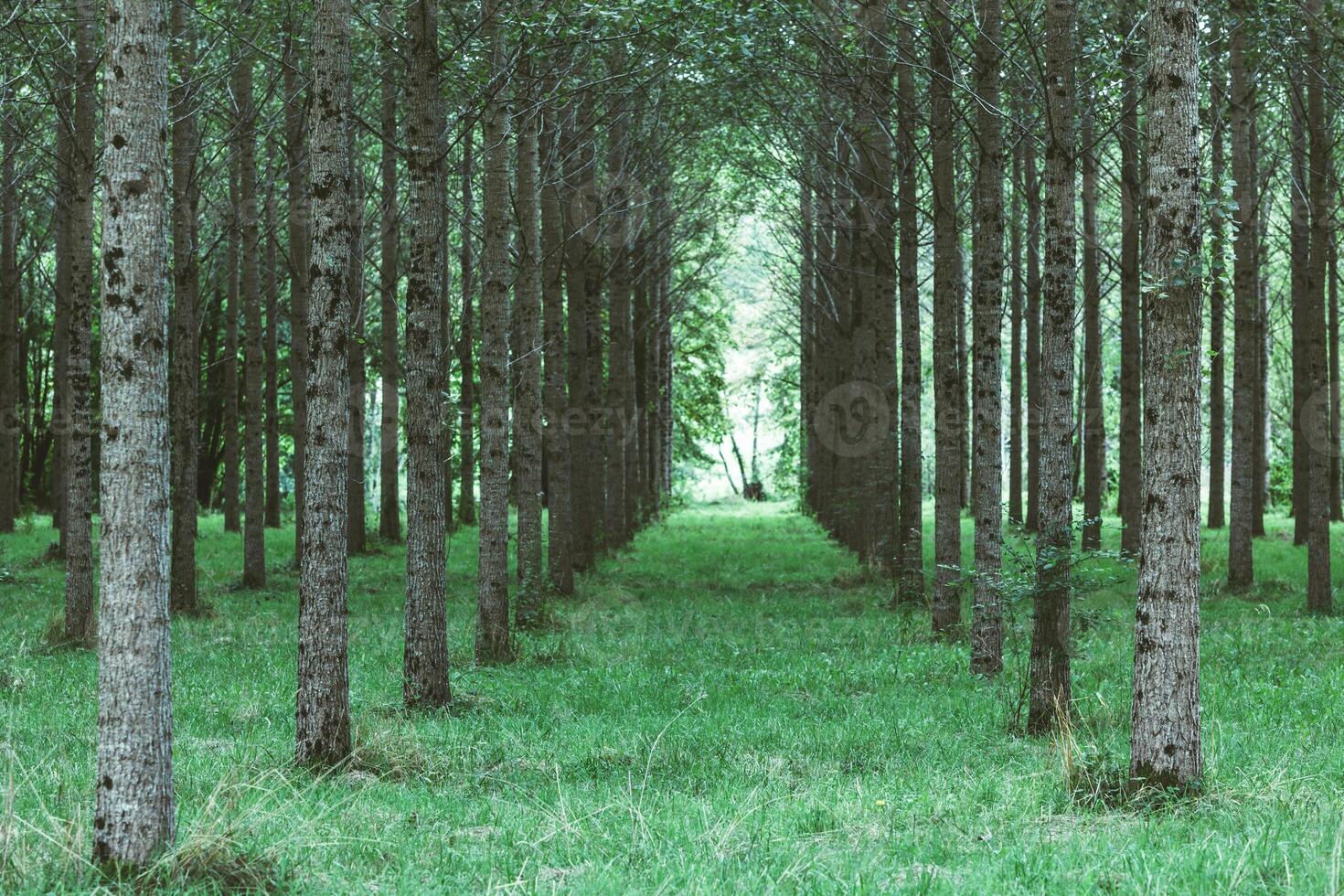 Trees planted in a row in the forest photo
