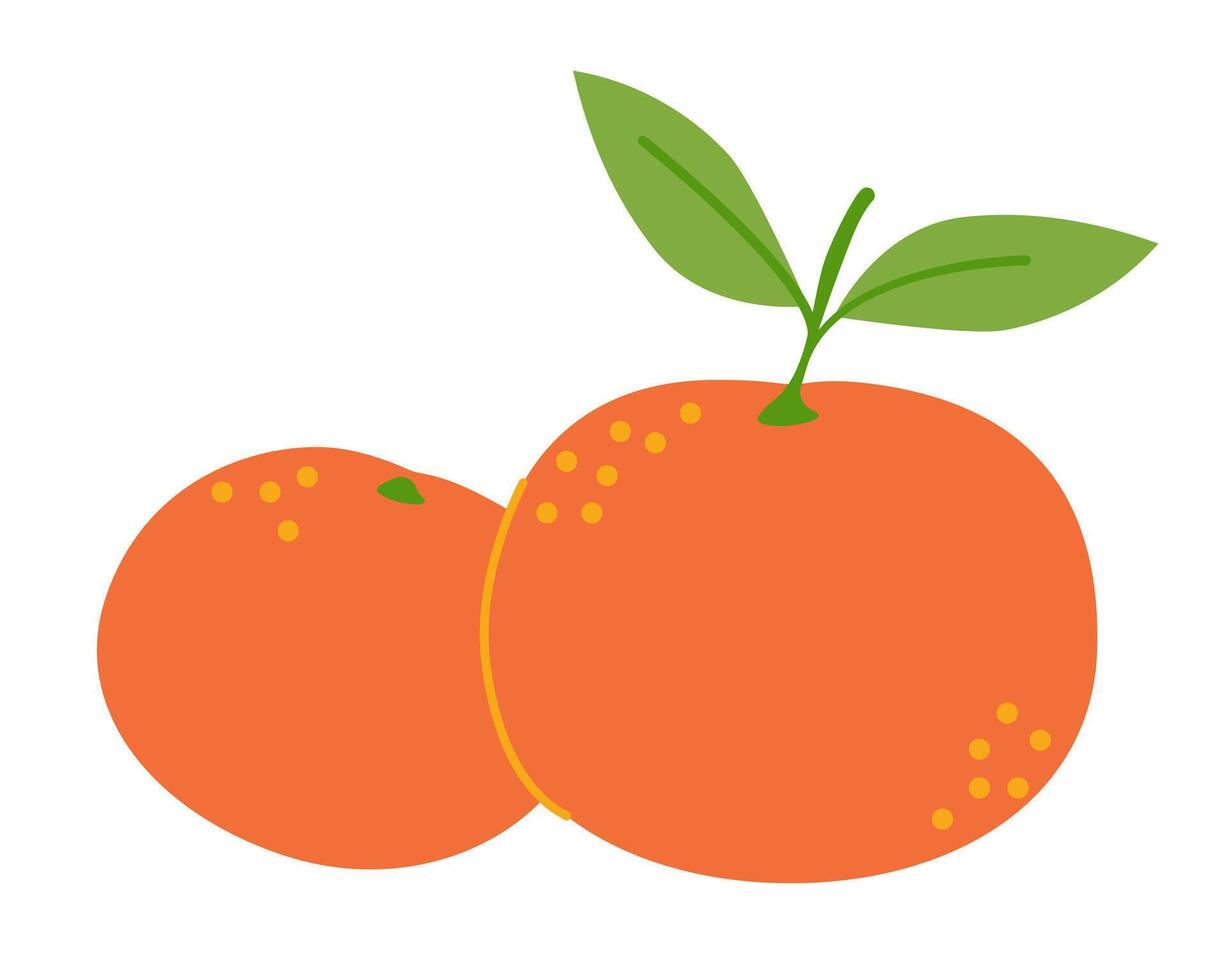 Mandarin orange whole fruits isolated on white background. Citrus reticulata, clementine, tangerine or mandarine icon. Illustration of tropical exotic fruits in flat style vector