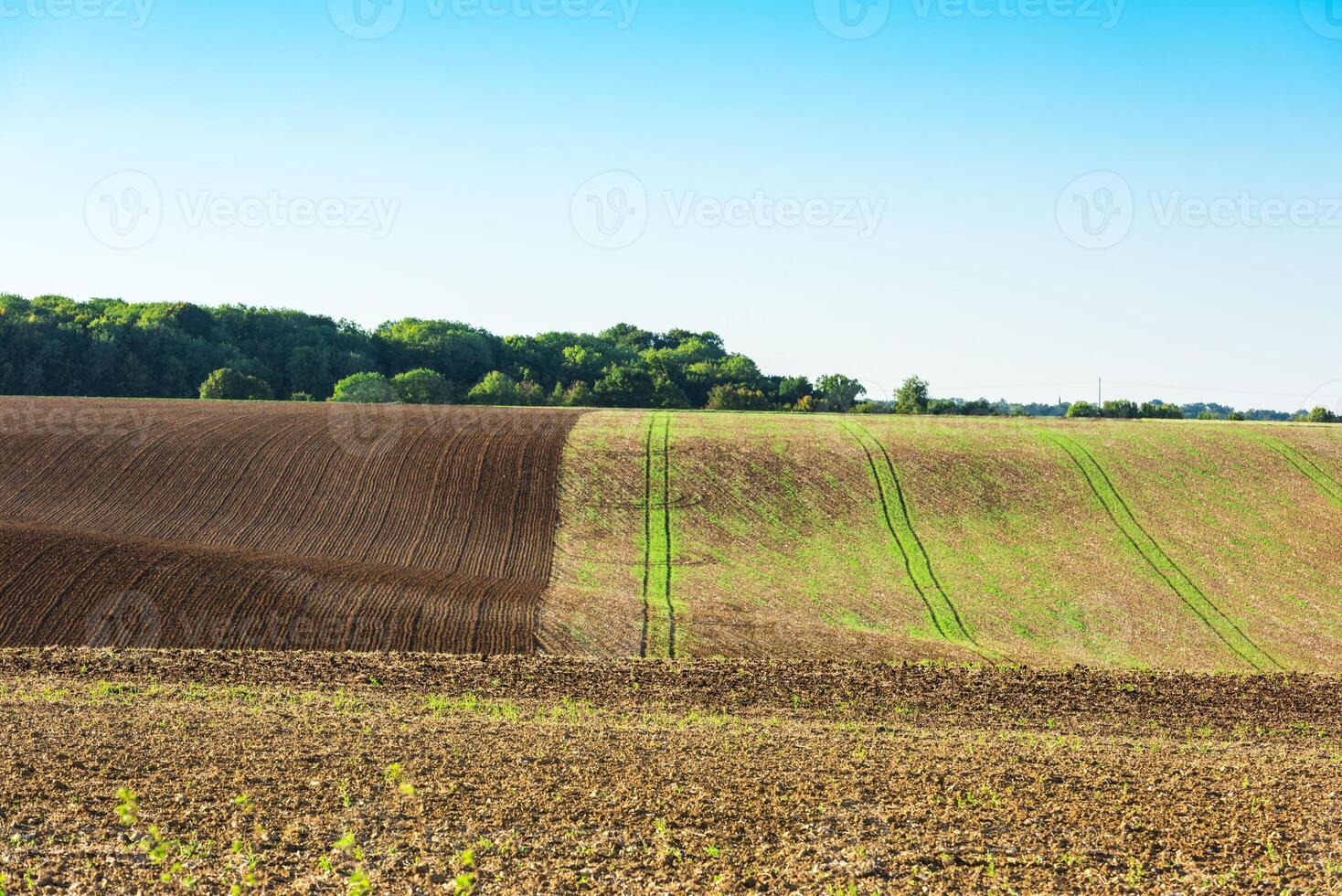 Agricultural field on a hill with young sprouts photo