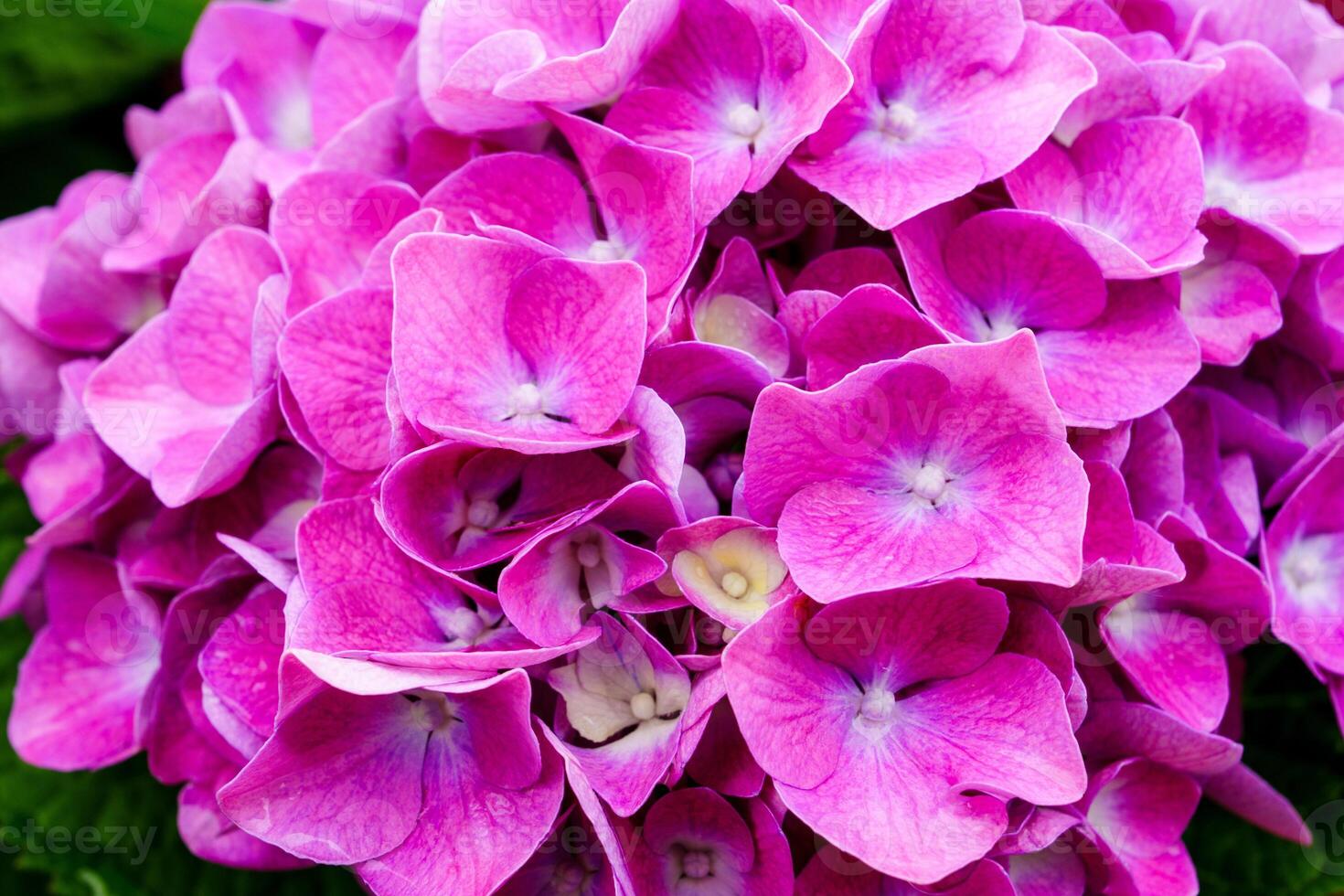 A stunning close-up photograph of a vibrant pink hydrangea flower in full bloom, showcasing its delicate petals and intricate details. Perfect for adding a touch of natural beauty to any project. photo
