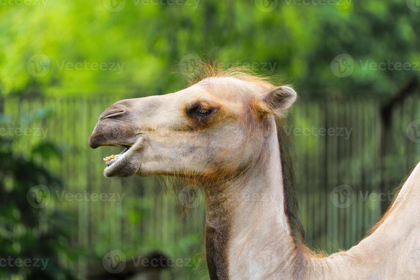 Close-up of a Bactrian camel showing its teeth while standing in a pen. The camel has light brown fur, and a wooden fence and green foliage are blurred in the background. Location Luxemburg. photo