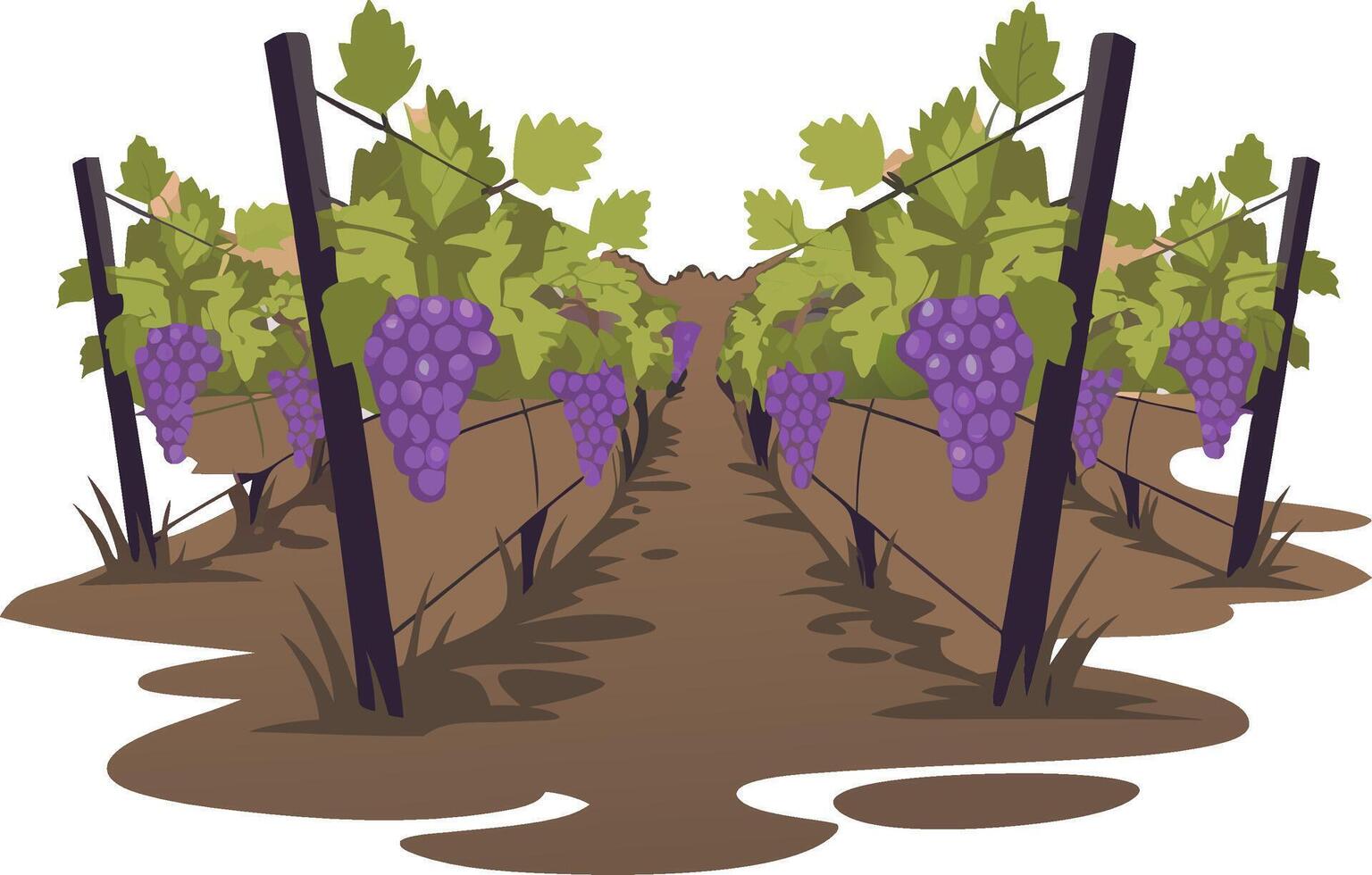 Vineyard Grape Vines with Bunches of Grapes in Lush Greenery for Agriculture and Wine Production vector