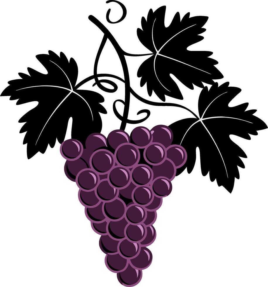 Illustration Purple Grapes Vine with Leaves Elegant Design vector