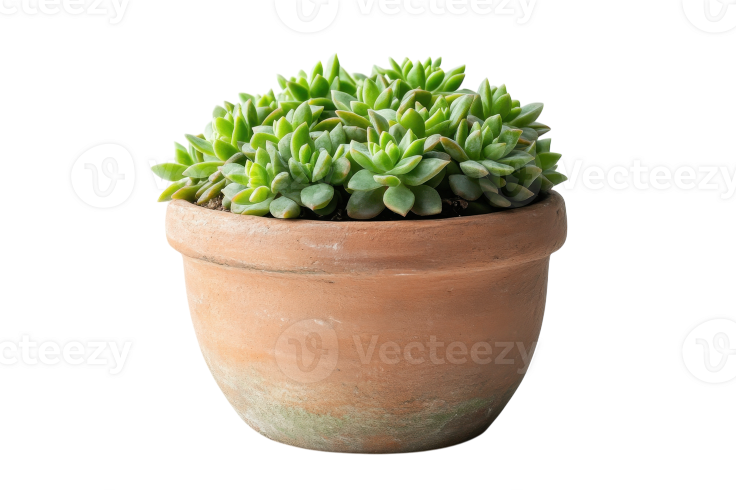 Succulent plants in a terracotta pot adding greenery to a bright space png