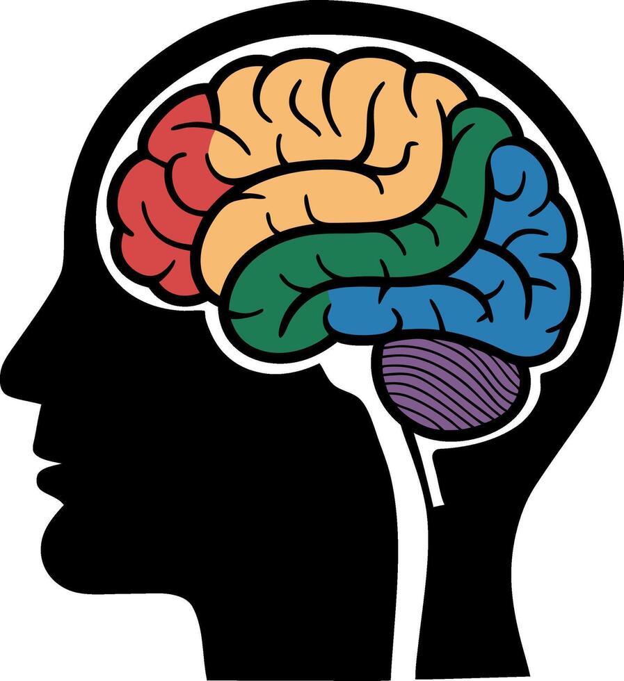 Colorful Human Brain Anatomy Illustration for Educational Use vector