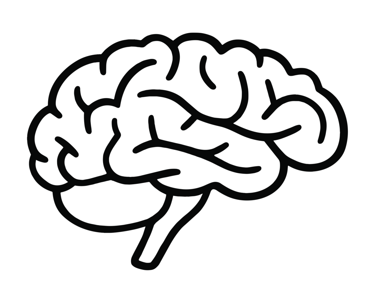 Brain drawing sketch black lines hand drawn illustration human psychology doctor psych student mental health concept dark academia anatomy aesthetic element isolated on transparent background png