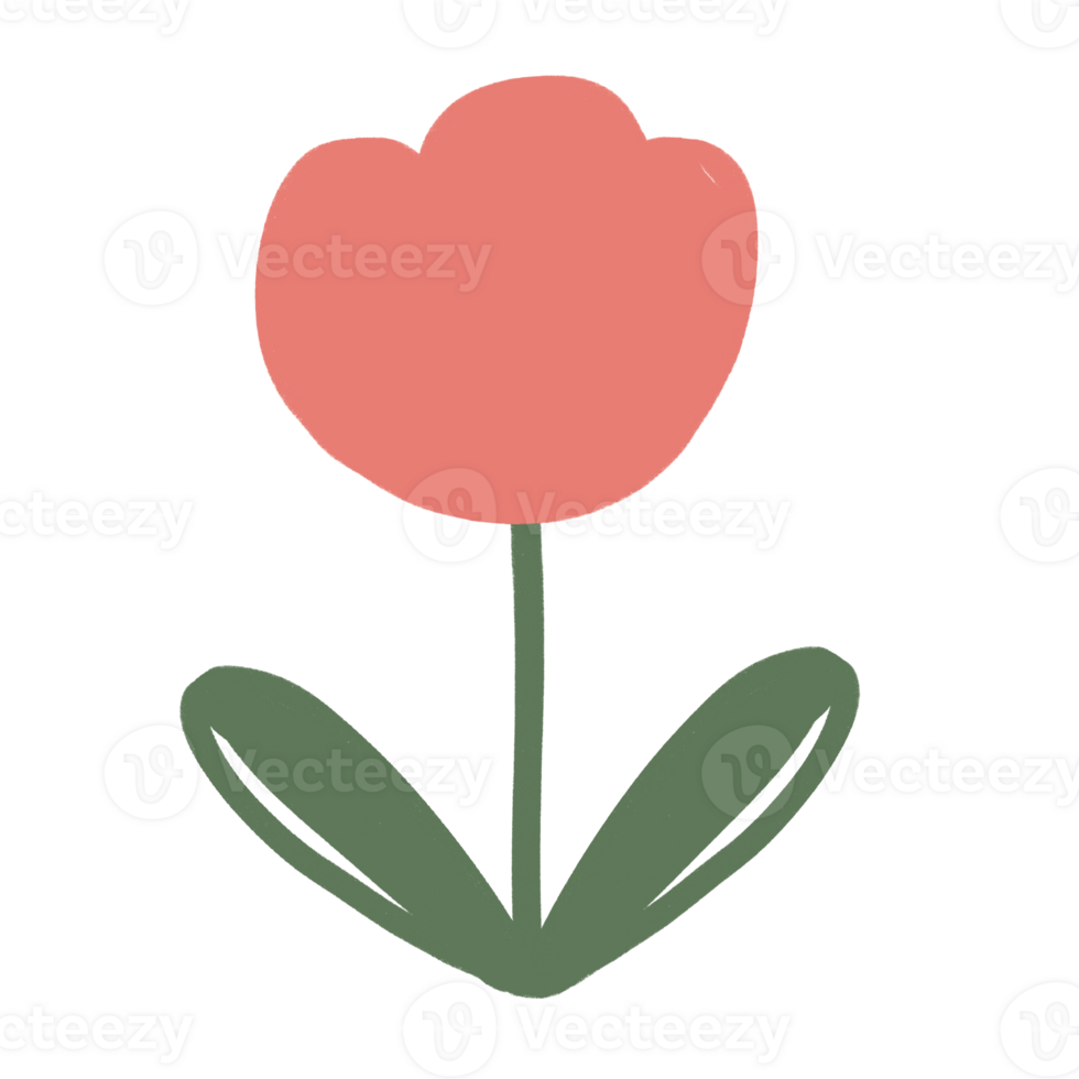 a pink tulip flower on a transparent background png
