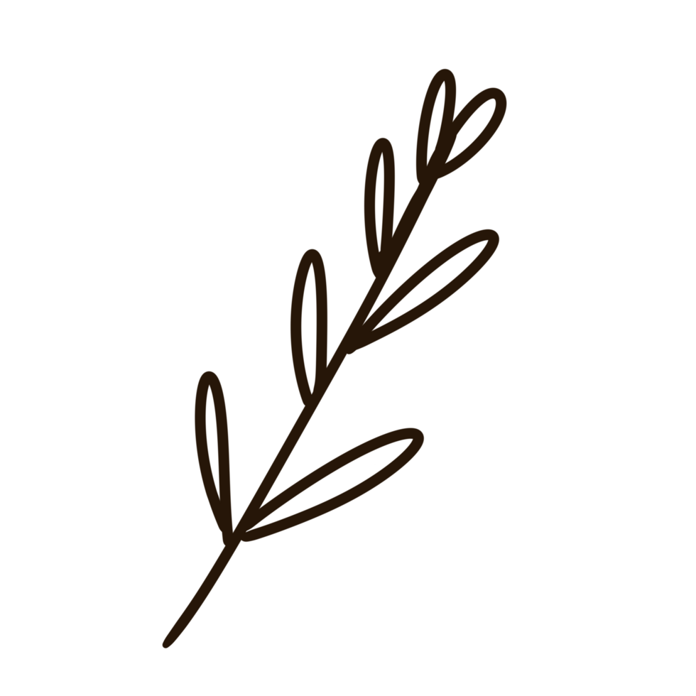 a branch of rosemary plant on a white background png
