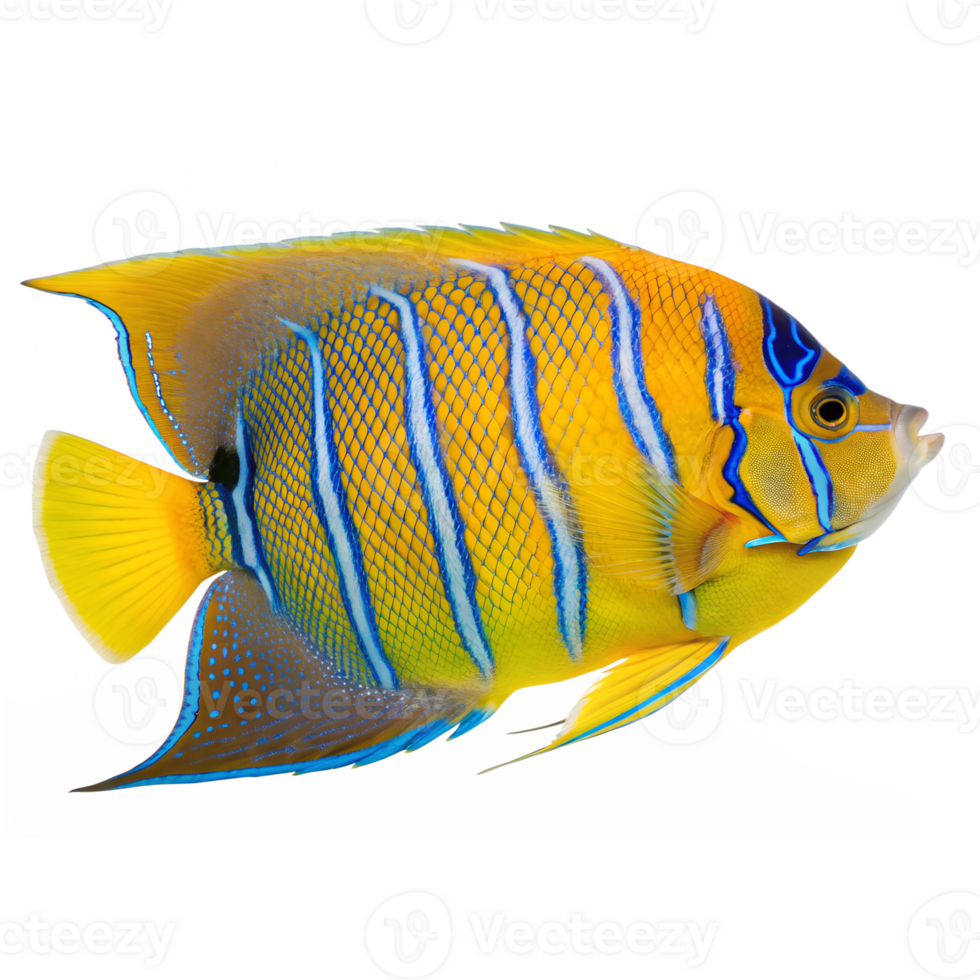 A regal queen angelfish with a yellow and blue body glowing, isolated on transparent background png