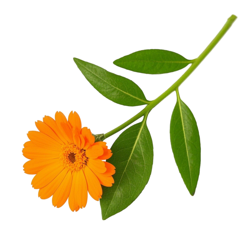 Calendula Flower with Leaves png