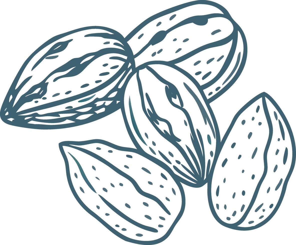 Hand Drawn Illustration of Almond Nuts Outline for Food and Nutrition Design vector