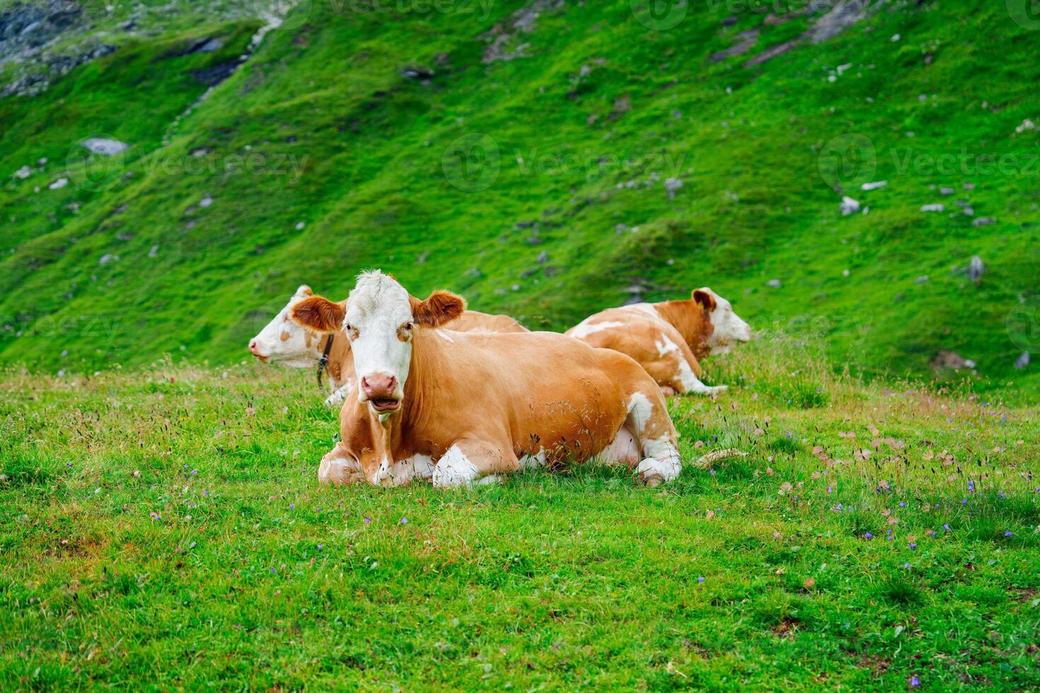 In the stunning Swiss Alps, three brown cows with unique white patches on their heads are resting on lush green pastures. The serene landscape and fresh mountain air create a peaceful atmosphere. photo