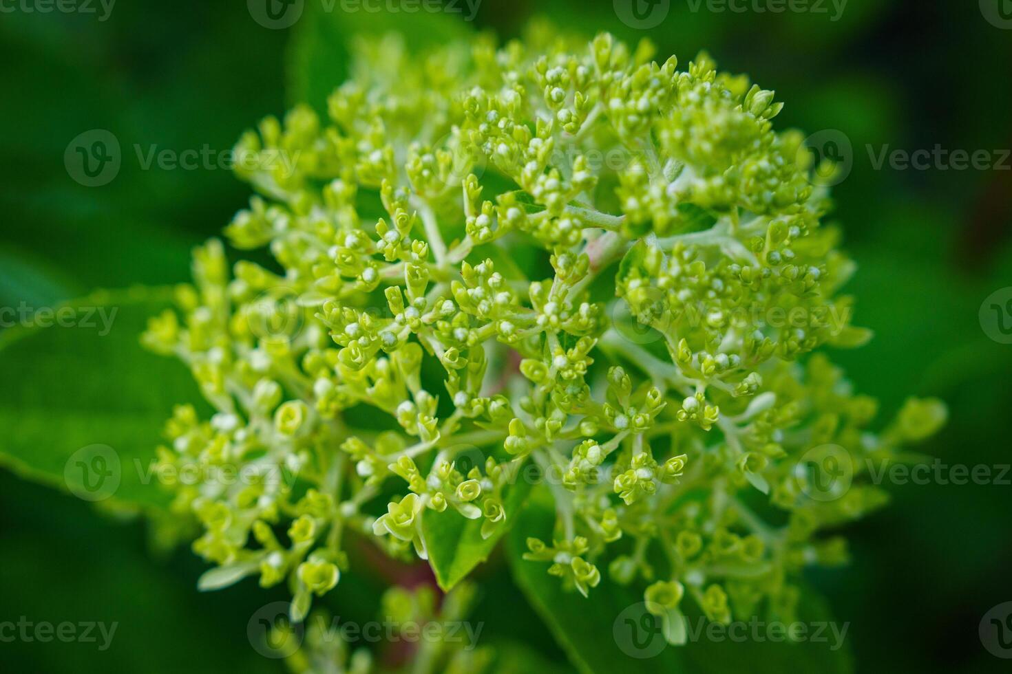 Image of a green hydrangea flower in full bloom. The flower has multiple layers of petals and is surrounded by several green leaves. The background is a blurred green. photo