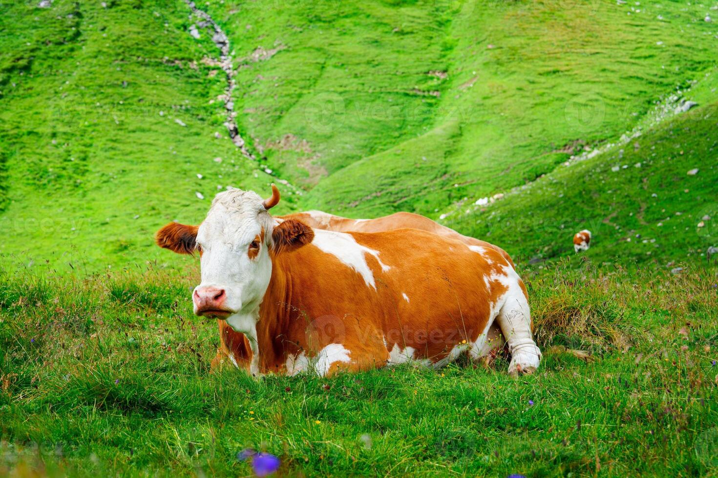 A brown and white cow is lying down and facing the camera in a lush green pasture during the day, enjoying the warmth of the sun while surrounded by the beauty of nature and fresh grass. photo