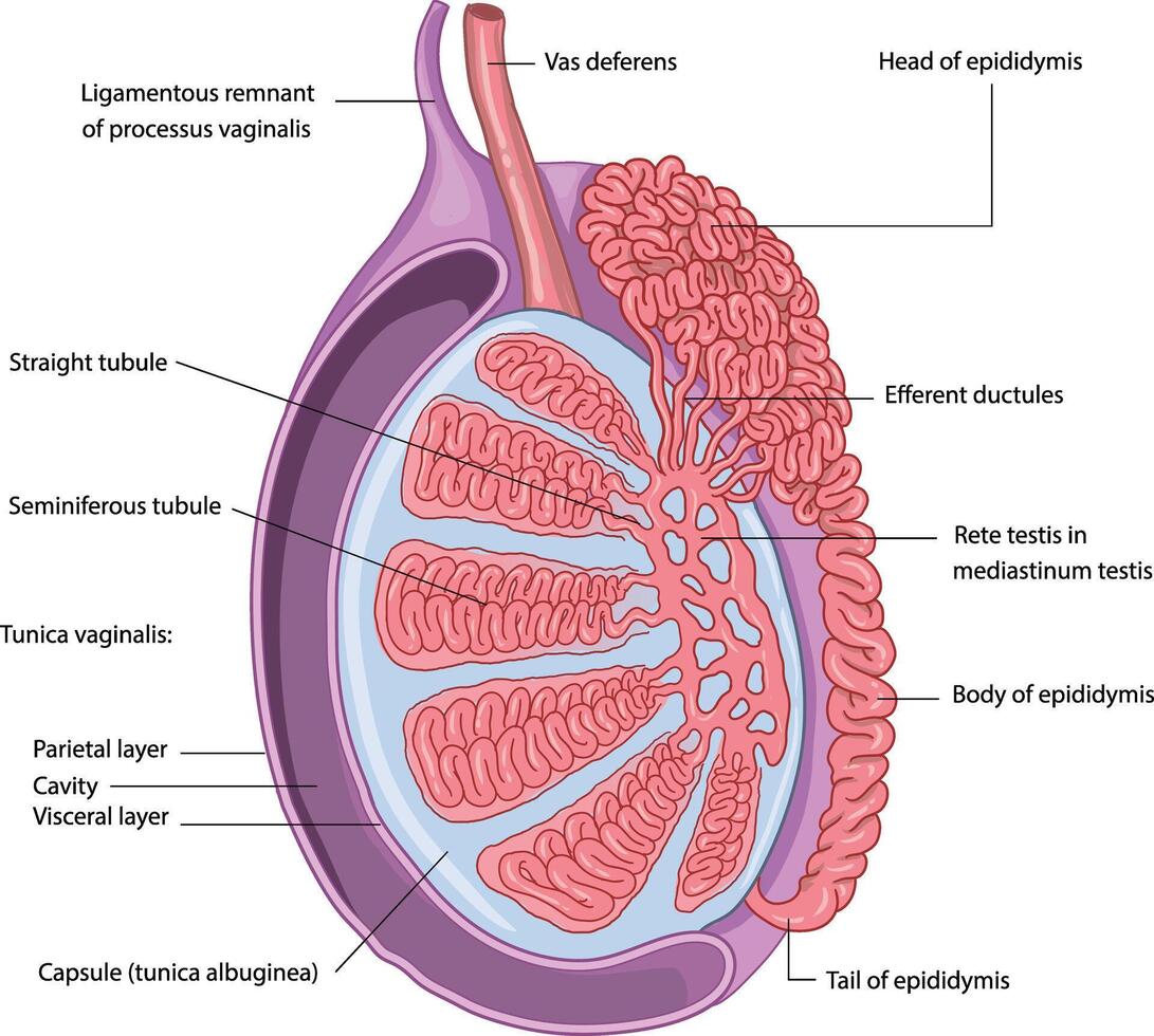 illustration of testis anatomy diagram vector