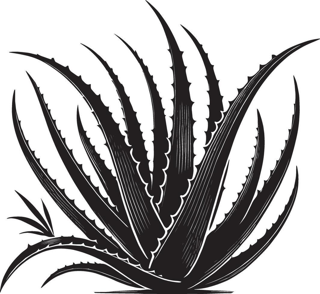 Decorative aloe vera plant silhouette on a white background vector