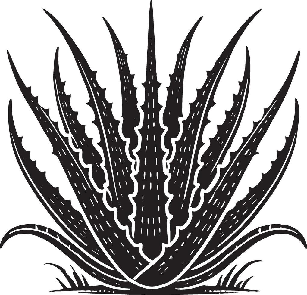 Beautiful aloe vera shadow artwork on clean white surface vector