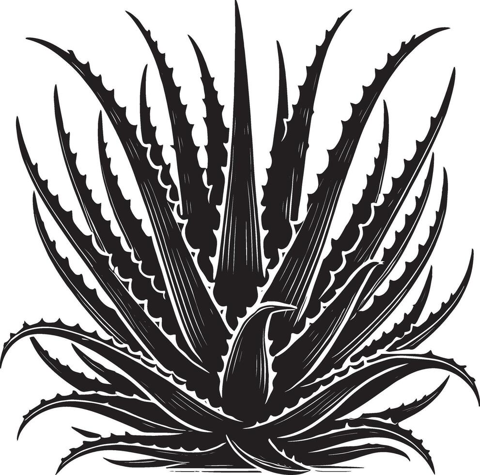 Classic aloe vera silhouette on white background botanical icon vector