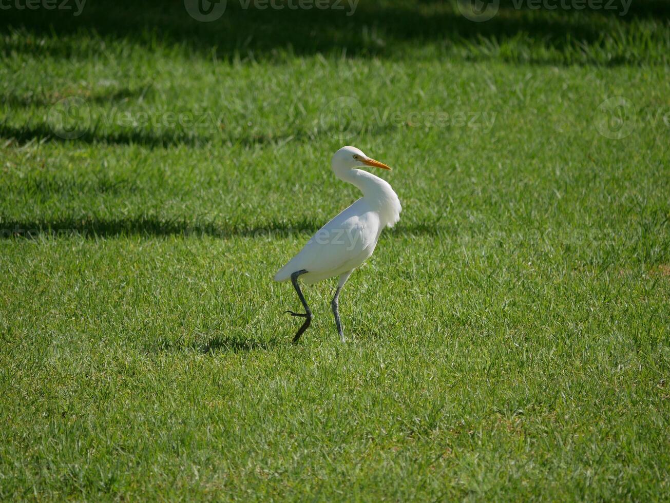 Ardea Bubulcus Ibis bird on the lawn among the palm trees in Maspalomas, Gran Canaria photo