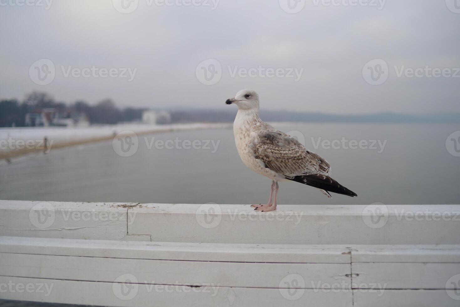 A seagull sits on the wooden boardwalk pier railings at the background of a winter seascape in Sopot, Poland - Molo w Sopocie Jetee de Sopot. Background wallpaper high quality picture photo