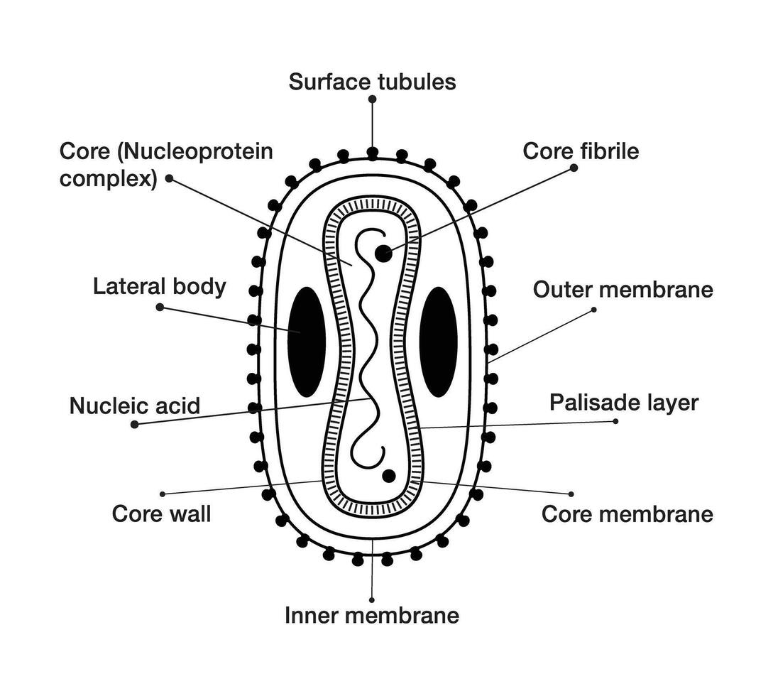 Mpox or monkeypox detailed illustration diagram virus body structure and name their name vector