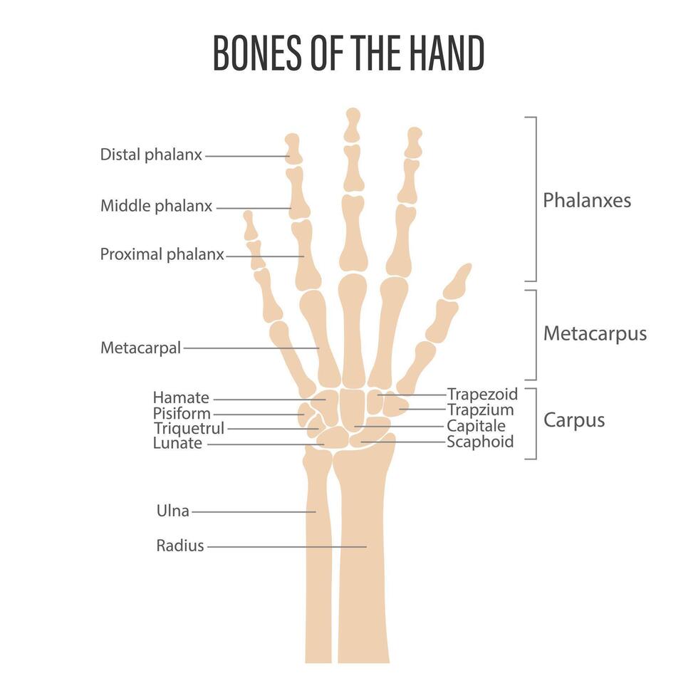 Bones of the human hand. Anatomy and medicine concept. Infographic vector