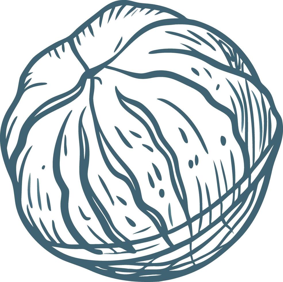 Hand Drawn Illustration of Walnut Shell Design for Culinary and Botanical Uses vector