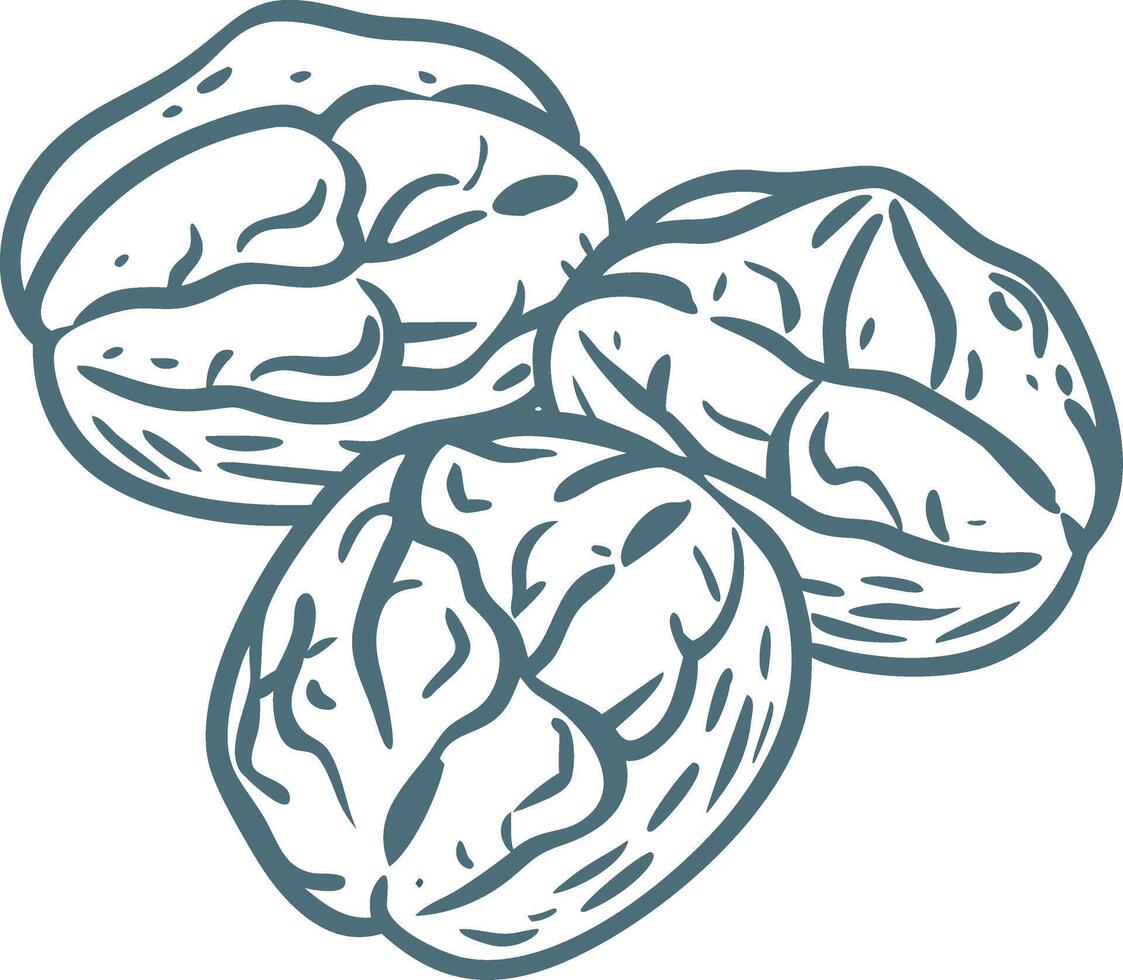 Three Walnut Kernels Illustration Nut Food Art Design vector